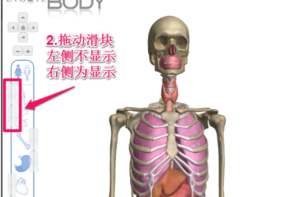 谷歌人体浏览器